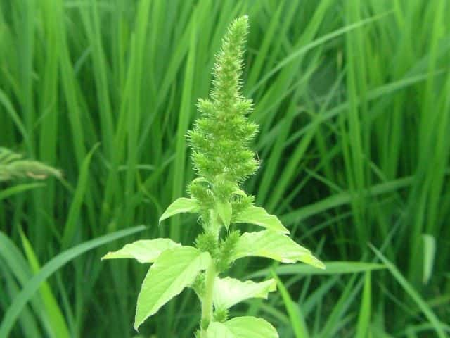 ホソアオゲイトウ