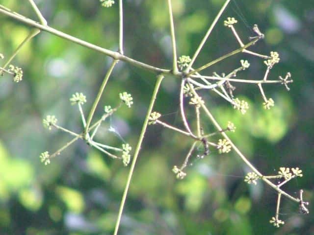 �R�V�A�u��