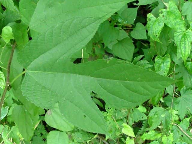 ���}�O��