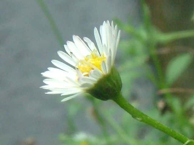 ペラペラヨメナ