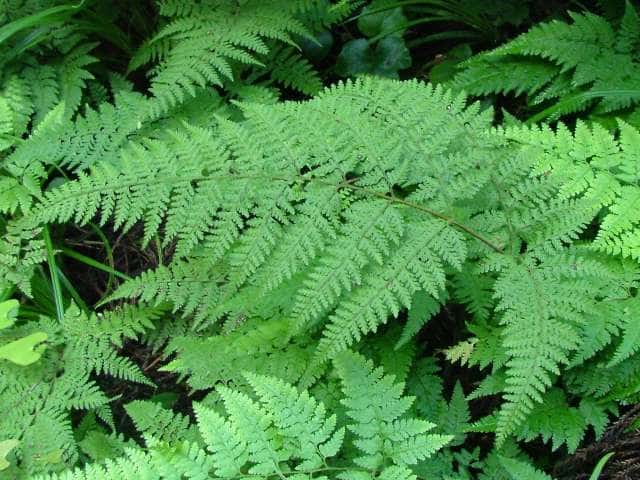 コバノイシカグマ