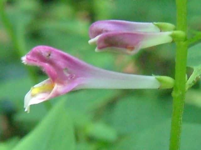 ミヤマママコナ