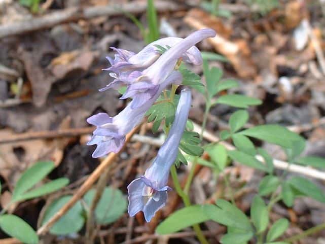 ヤマエンゴサク