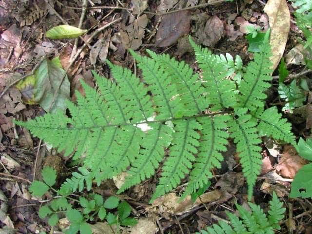 �z�\�o�C�k�����r