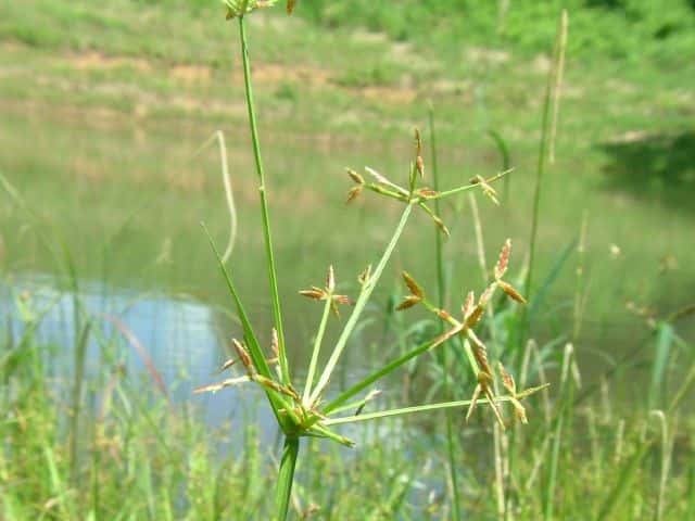 コアゼガヤツリ