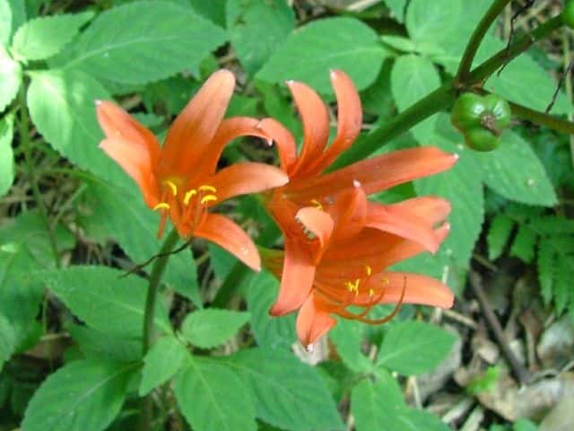 �L�c�l�m�J�~�\��