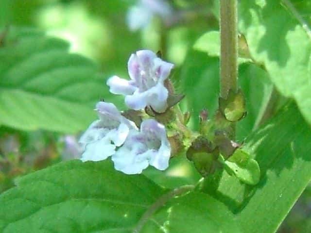 �C�k�g�E�o�i