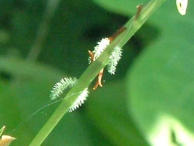 ウシノシッペイ