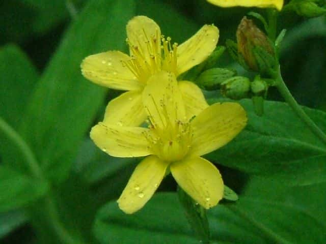 �I�g�M���\�E