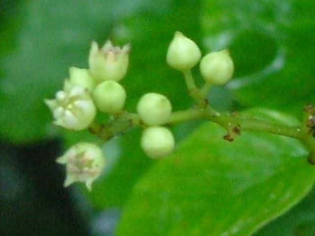 �N�}���i�M