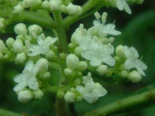 �I�g�R�G�V