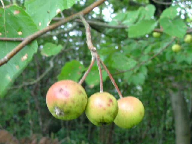 �I�I�E���W���m�L