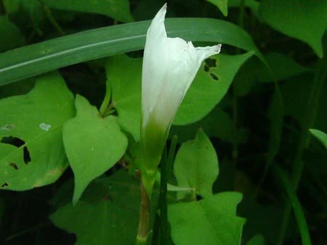 �^�}�X�_��