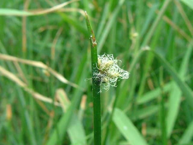 �T���J�N�C