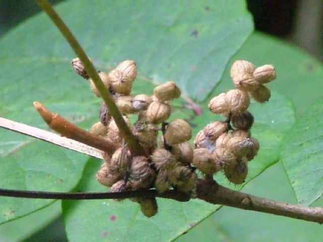 �c�^�E���V