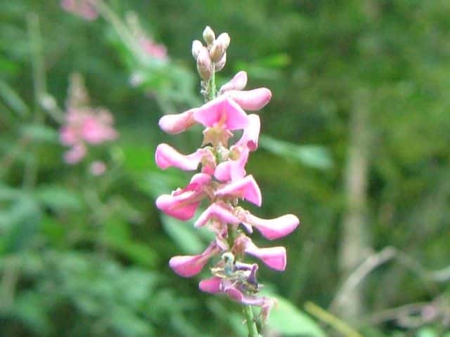 トウコマツナギ