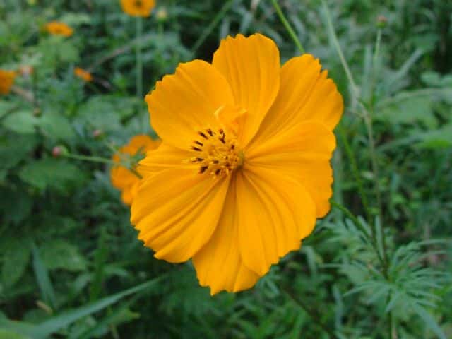 キバナコスモス