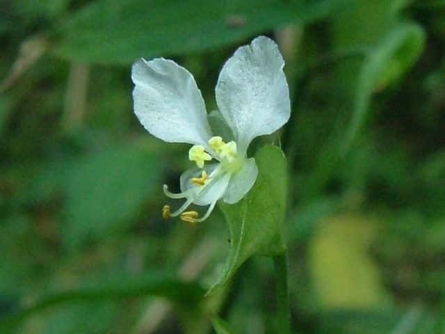 ウスイロツユクサ
