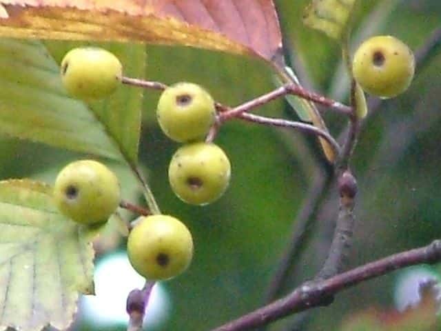 �E���W���m�L