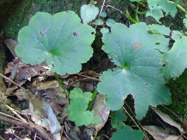 �W���W�\�E