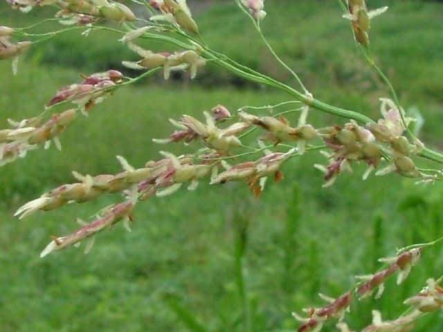 セイバンモロコシ