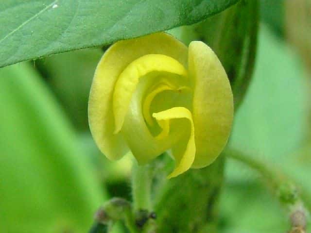 ���u�c���A�Y�L