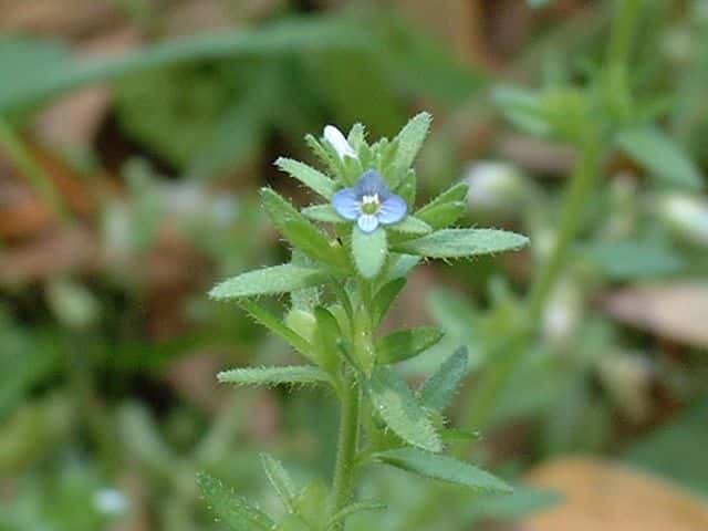 タチイヌノフグリ