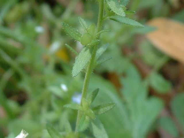 タチイヌノフグリ