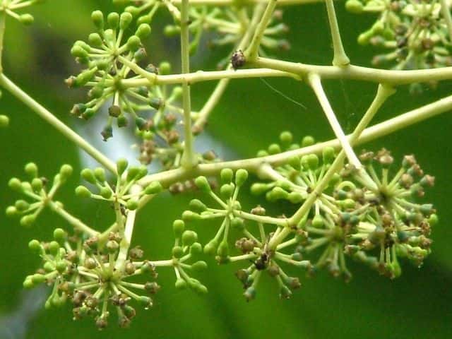 �R�V�A�u��