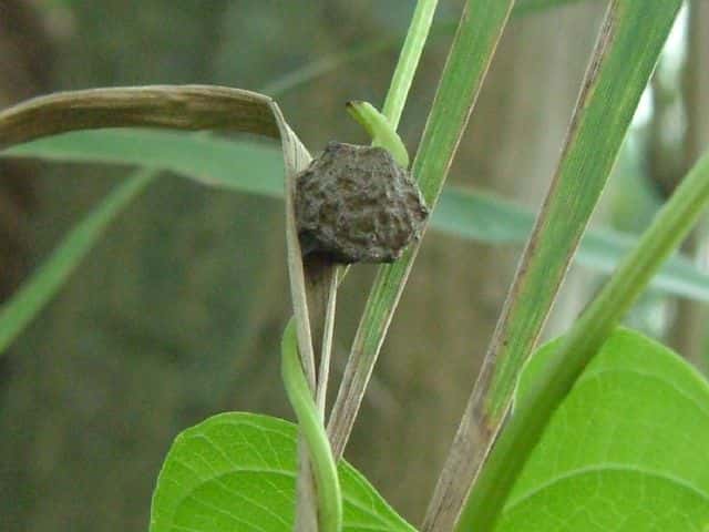 �j�K�J�V���E