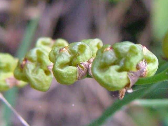 �q���q�I�E�M�Y�C�Z��