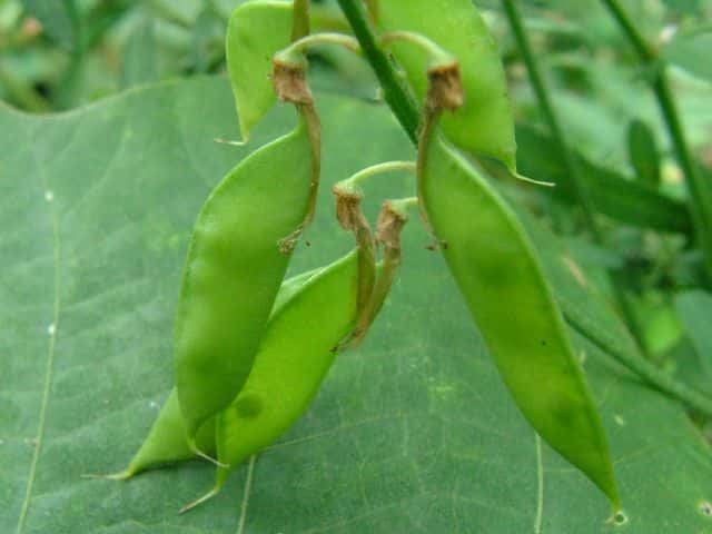 �c���t�W�o�J�}