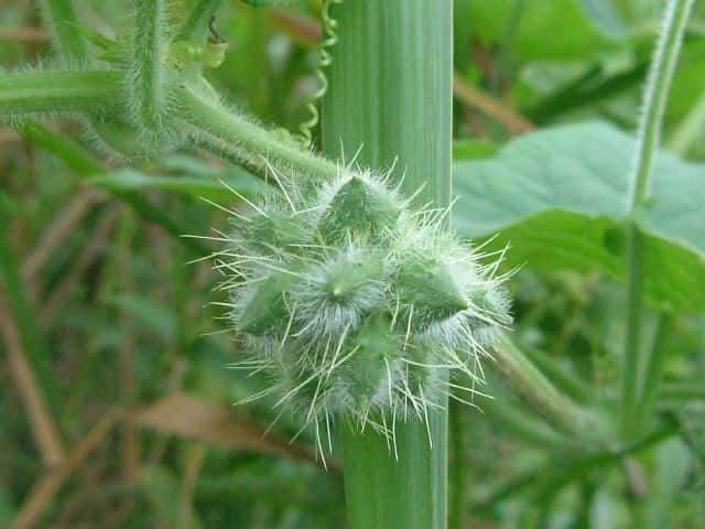 �A���`�E��