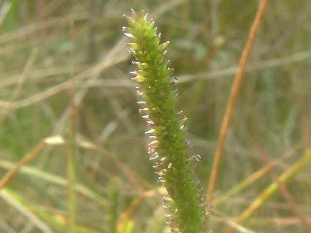 �k�����O�T