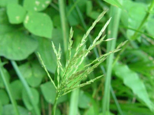 �R�u�i�O�T