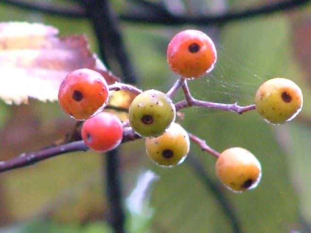 �E���W���m�L