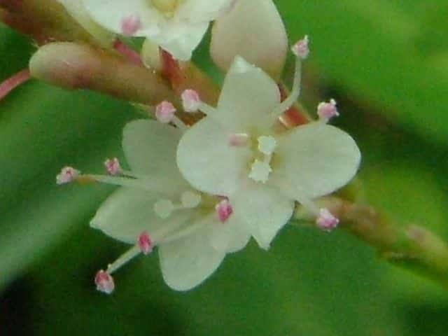 �V���o�i�T�N���^�f