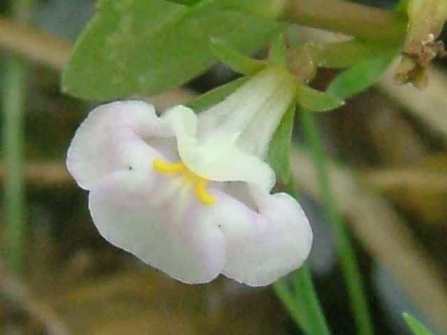 �q���n�X�Y���m�g�E�K���V