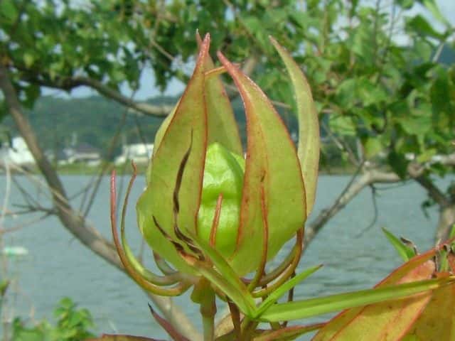 ���~�W�A�I�C