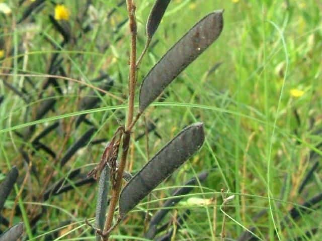 �J�����P�c���C