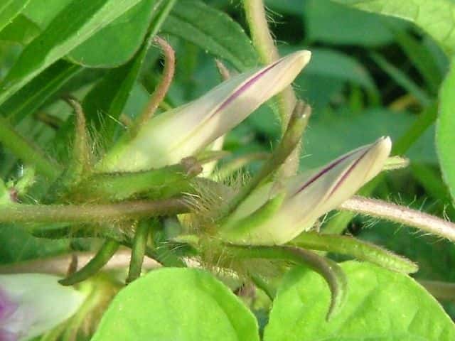 �}���o�A�����J�A�T�K�I