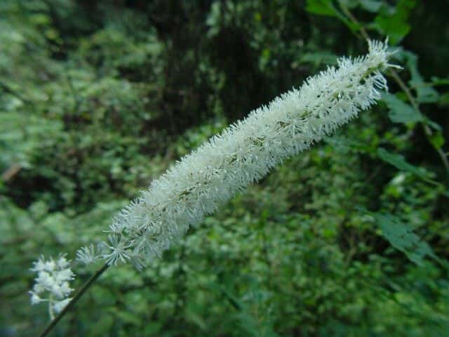 �T���V�i�V���E�}