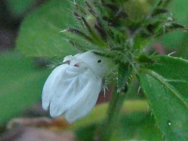 シロバナキツネノマゴ