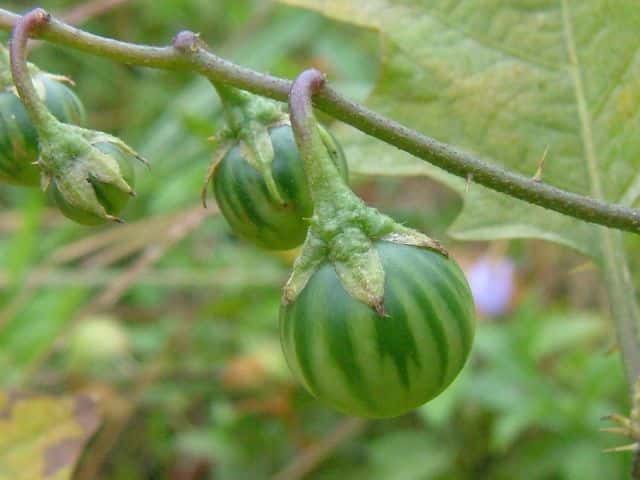 �����i�X�r