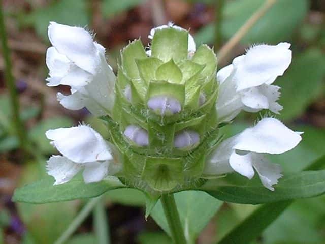 シロバナウツボグサ