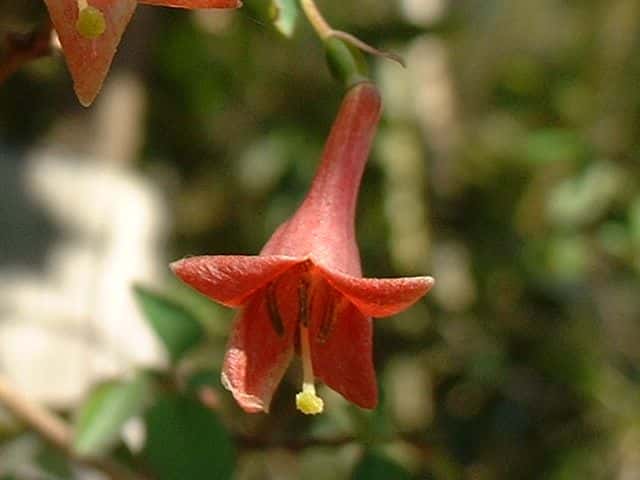 ウグイスカグラ