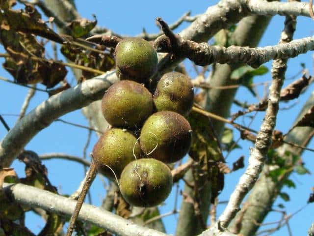 �I�j�O���~