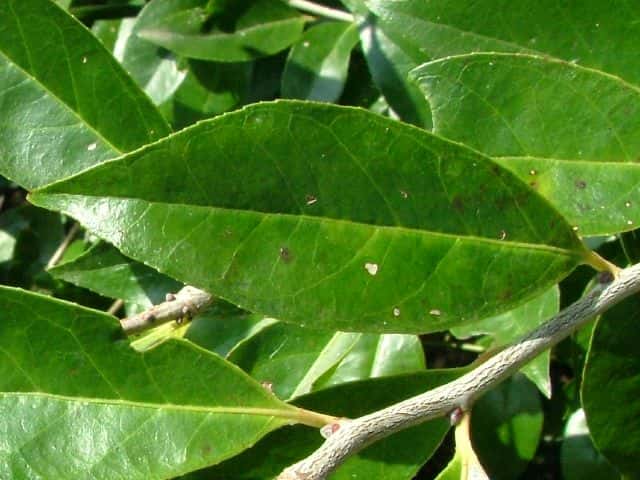 �V���V�����{