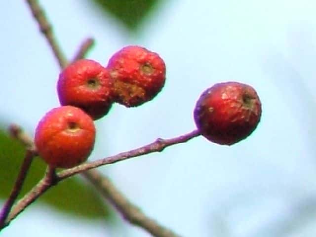 �E���W���m�L