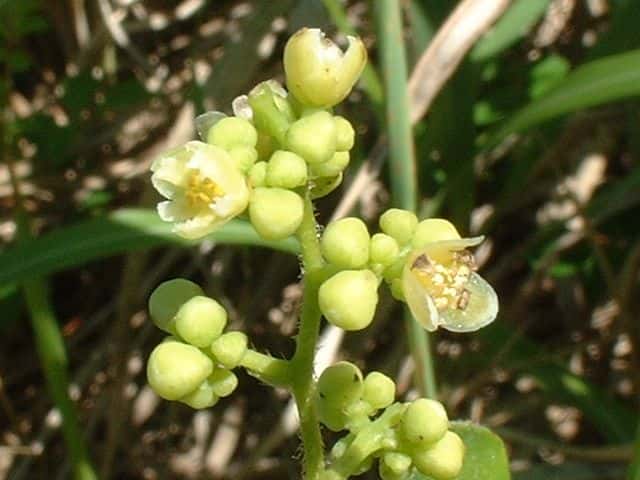 アオツヅラフジ